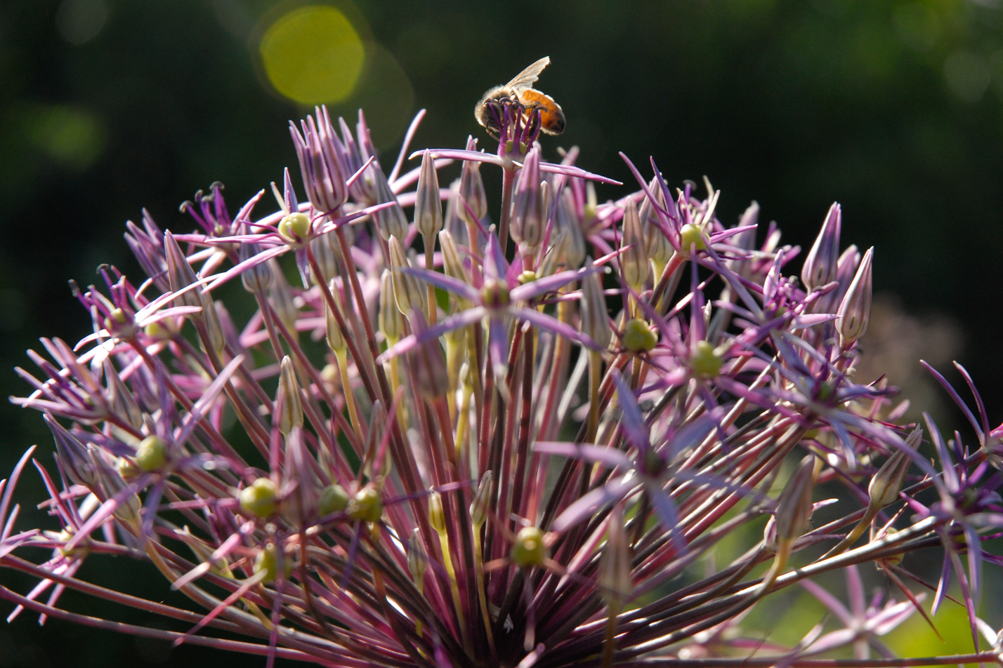 Persian Star Allium